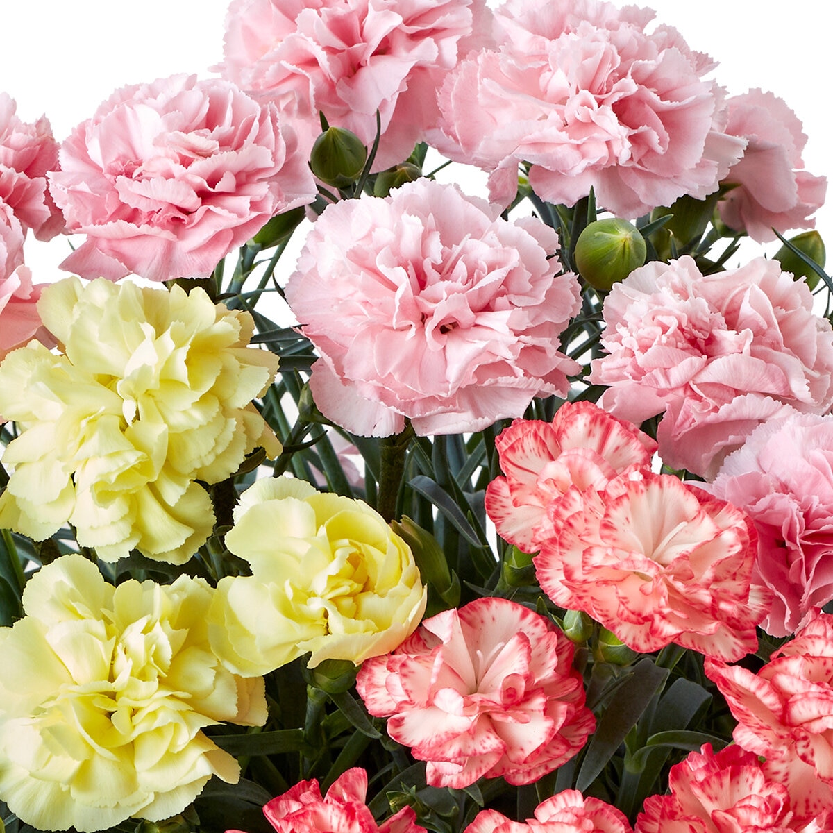 3色カーネーション カラフル 6号鉢 母の日期間配送 お届け日5月5日～5月10日