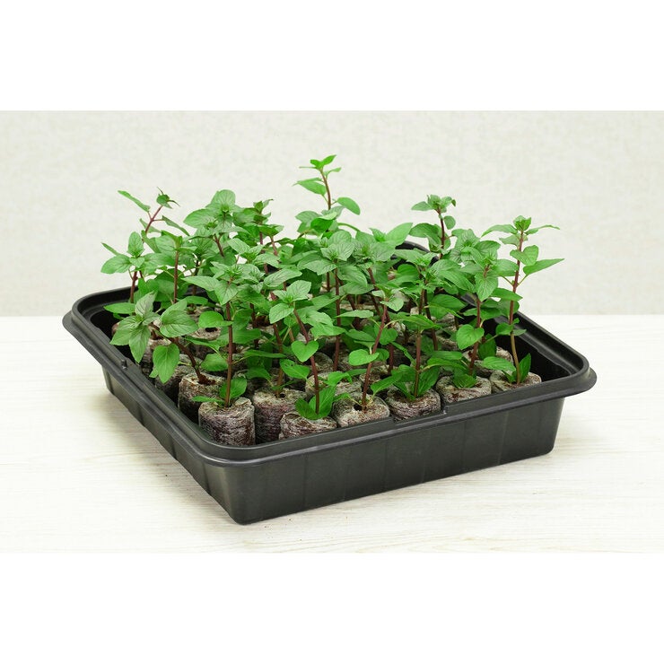 プラントベスト そのまま植えられる苗づくりキット 35 ココナッツ 