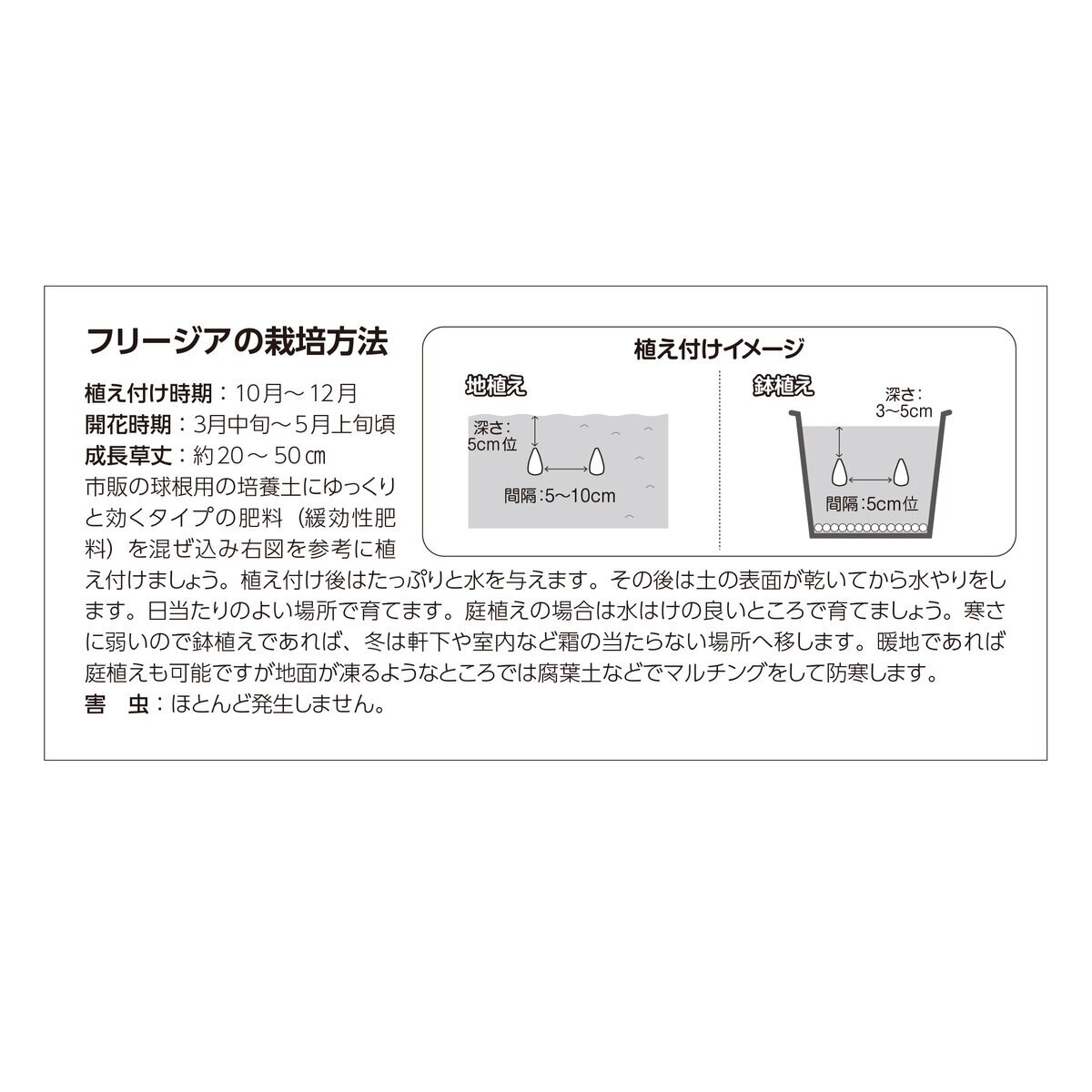 秋植え球根 フリージア 30球