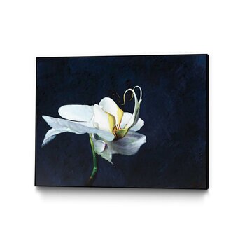 キャンバスアート ~ Phalaenopsis blanc ~ 24 x 36" / 61 x 91 cm