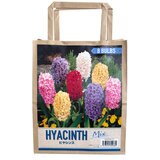 秋植え球根 ヒヤシンス 8球