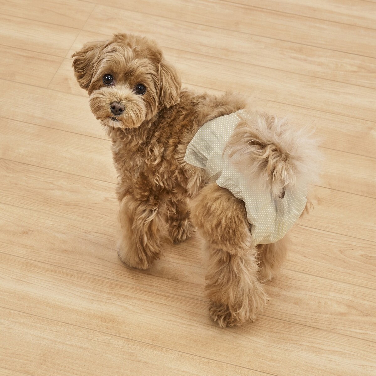 アイリスオーヤマ ペット用おむつ オスメス兼用 S-Mサイズ 50枚 アイリスオーヤマ ペット用おむつ オスメス兼用 S-Mサイズ 50枚