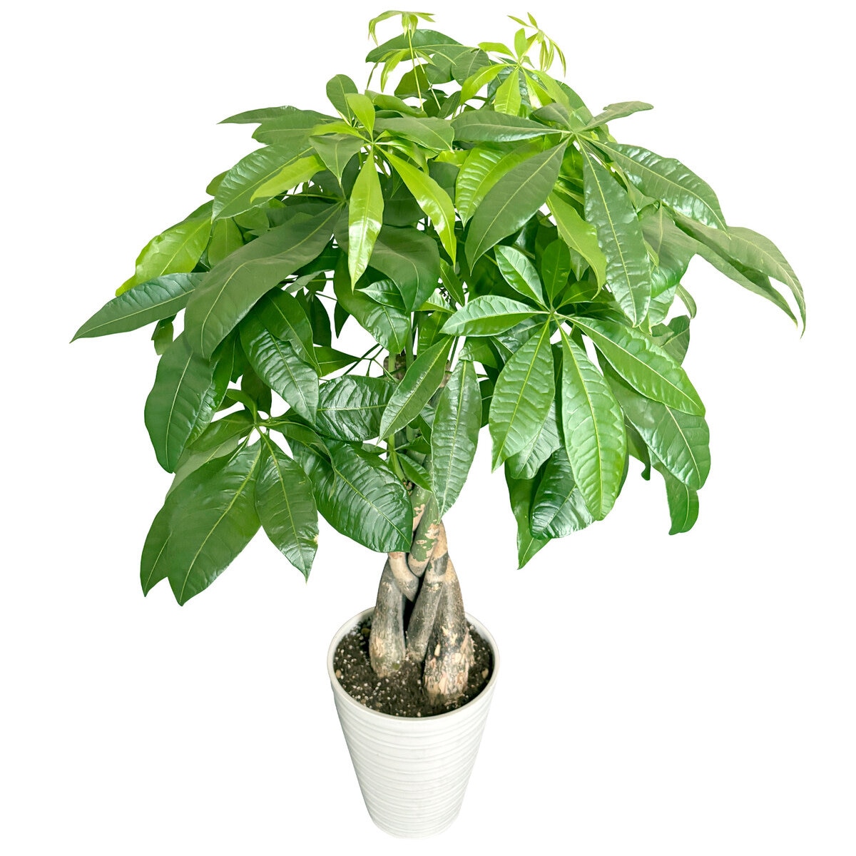 パキラ 観葉植物 7号 陶器鉢