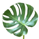 モンステラ 観葉植物 7号 陶器鉢