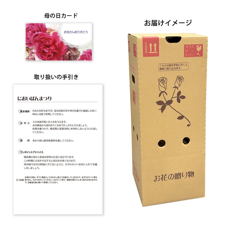 ニオイバンマツリ ６号鉢 母の日期間配送 お届け日5月5日～5月10日