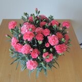 カーネーション 鉢植え 母の日期間配送 お届け日5月11日～5月14日
