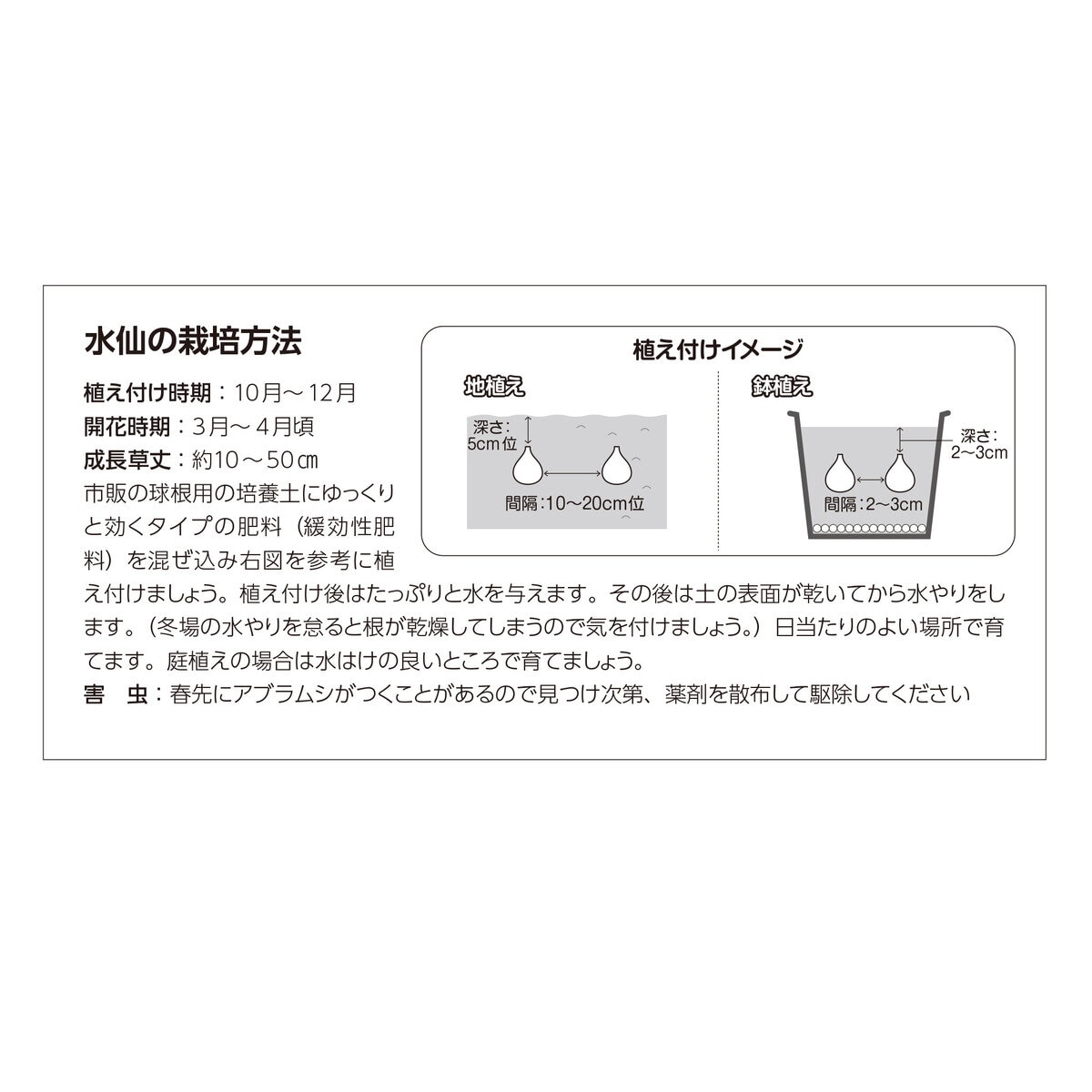 秋植え球根 水仙 ピンクミックス 8球