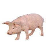 ウービア ピンク豚の置物 特大 H12067 ウービア ピンク豚の置物 特大 H12067