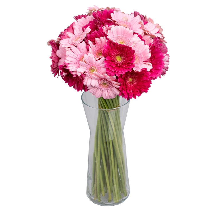 ガーベラブーケ 50本束 ピンクミックス