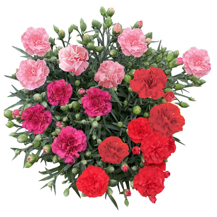 3色カーネーション 6号 赤/ピンク 母の日期間配送 お届け日5月5日～5月10日