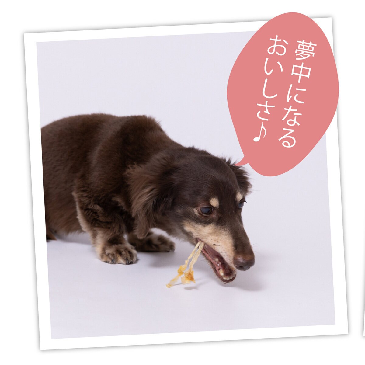 ターキーアキレス無添加 180g 犬用