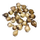 秋植え球根 ムスカリ 25球