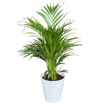 アレカヤシ 観葉植物 7号 陶器鉢