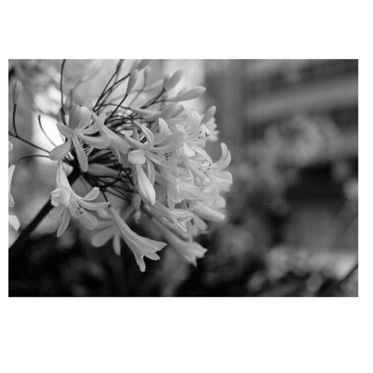マリックス 35mm 白黒ネガフィルム ISO100 36枚撮 20本セット マリックス 35mm 白黒ネガフィルム ISO100 36枚撮 20本セット