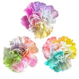 レインボーカーネーションの花束 24本 母の日期間配送 お届け日5月6日～5月11日
