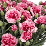 特大カーネーション 7号鉢 プラムタルト 母の日期間配送 お届け日5月5日～5月10日