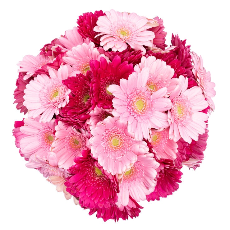 ガーベラブーケ 50本束 ピンクミックス