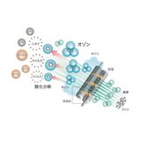 マクセル オゾネオ エアロ 除菌消臭器 MXAP-COS20