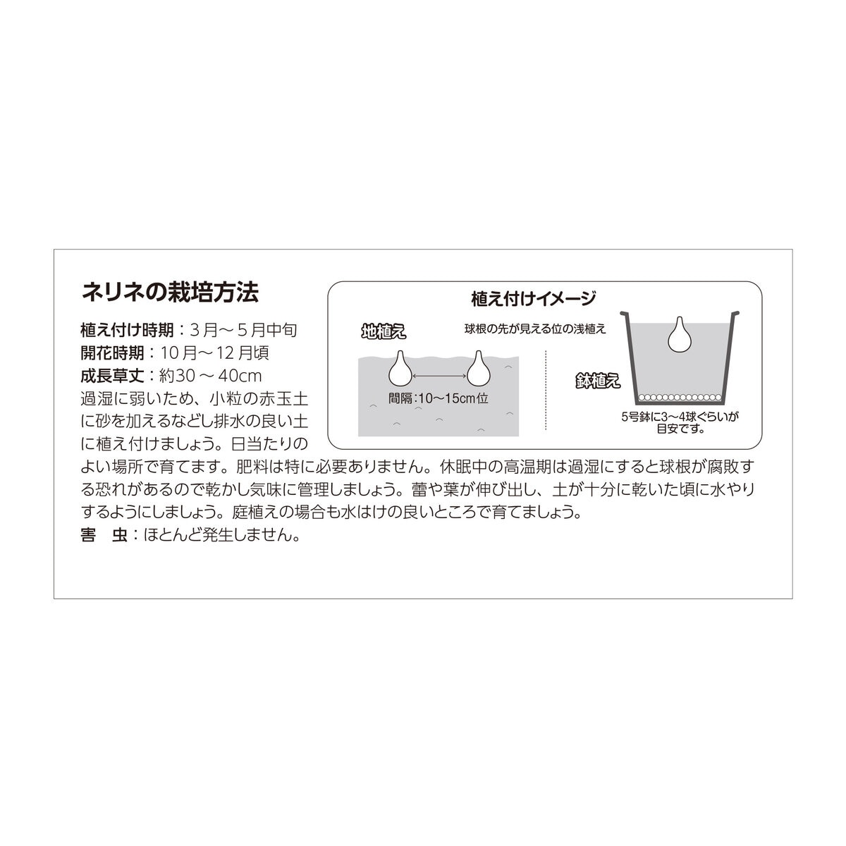 春植え球根 ネリネ ミックス 5球