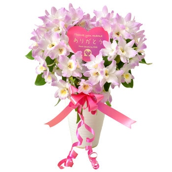 デンドロビューム ハート仕立て 母の日期間配送 お届け日5月5日～5月10日