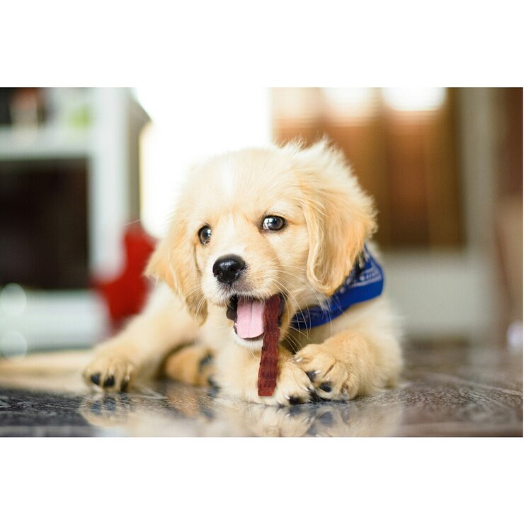 Palmy Days カモジャーキー100g x 5パック 愛犬用