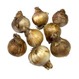 秋植え球根 水仙 ピンクミックス 8球