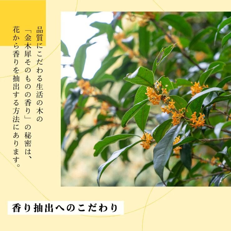 生活の木 ネイルオイル 金木犀 2mL 生活の木 ネイルオイル 金木犀 2mL
